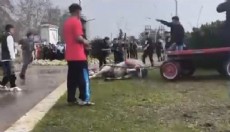 Bayram günü hayvana şiddet: Döverek atı bayılttı