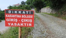 Bergama'da 'mavi dil hastalığı' alarmı