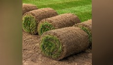 Bermuda Paspalum ve TifSport Fiyat Karşılaştırması 2026-2027