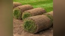 Bermuda Paspalum ve TifSport Fiyat Karşılaştırması 2026-2027