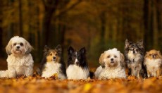 Bilim insanları köpeklerin tarihini yeniden yazıyor