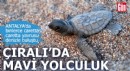 Binlerce caretta caretta yavrusu Antalya'da denizle buluştu