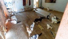 Bir evden yaklaşık 100 kedi çıktı