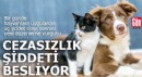 Bir günde hayvanlara yönelik üç şiddet olayı