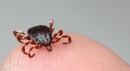 Vücuduna kene yapışan bir kişi daha hayatını kaybetti