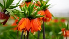 Bir tek Türkiye'de yetişiyor