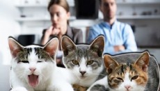 Boşanan çiftin 'kedi velayeti' krizi