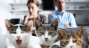 Boşanan çiftin 'kedi velayeti' krizi