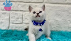 British Shorthair Kedilerin Günlük Yaşama Uyumu