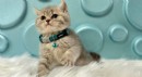 British Shorthair Kedilerle Tanışın