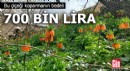 Bu çiçeği koparmanın bedeli 700 bin TL!