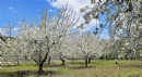 Bucak’ta üreticiye kiraz sineği uyarısı