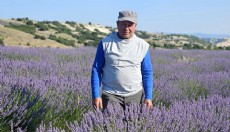 Burdur'da lavanta zamanı