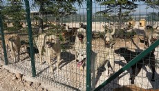 Burdur'da sahipsiz hayvanlara yeni yuva