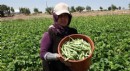 Burdurlu fasulye üreticisi dertli