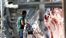 Canlı hayvan kesimhanelerinde kamera zorunlu olacak