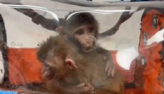 Canlı hayvan ticaretine geçit yok: Tam 85 bin tane