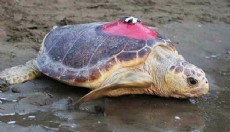 Caretta caretta 'Tuba', 5 ayda 10 bin kilometre katetti