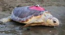 Caretta caretta 'Tuba', 5 ayda 10 bin kilometre katetti
