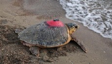 Caretta caretta 'Tuba', 7 bin 500 kilometre katetti
