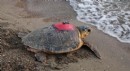 Caretta caretta 'Tuba', 7 bin 500 kilometre katetti