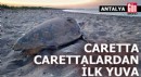 Caretta carettalardan Antalya'da ilk yuva