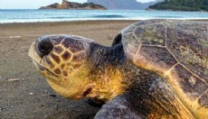 Caretta carettaların yumurtlama dönemi başladı