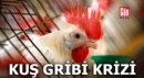 Çiftçiler kuş gribinin bir 'kriz' olduğunu söylüyor