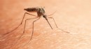 Çin’de 'chikungunya' virüsü alarmı