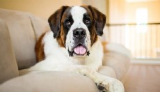 Cocker Fiyatları, Bakımı ve Özellikleri