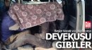 Devekuşu gibiler