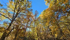 Dünyadaki tek kasnak meşesi ormanı Isparta'da