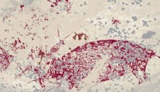 Dünyanın en eski mağara resmi bulundu