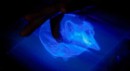 Dünyanın ilk etkileşimli 3D hologramı geliştirildi