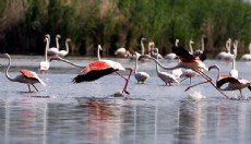 Eber Gölü’nde kaçak av iddiası