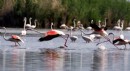 Eber Gölü’nde kaçak av iddiası