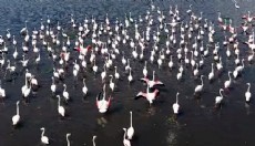 Eber Gölü'nde ziyaretçilere flamingo turu