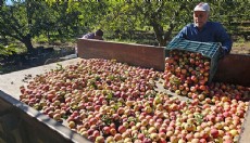 Eğirdir köylerinde elma tepeleri