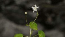 Endemik bitki türü keşfedildi; İzmir göbek otu