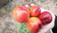 Erkenci nektarinin kilosu 500 TL