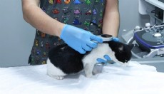 Evcil hayvanlara çip taktırmak için son gün 31 Aralık