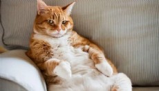 Evcil hayvanlarda obezite alarmı