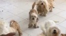 Evde tutulan 20 köpek, şikayet üzerine kurtarıldı