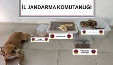 Evde yılan, örümcek ve kertenkele ele geçirildi