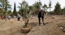 Ferdi Zeyrek anısına zeytinlik oluşturuldu