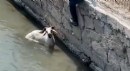 Finike’de kaçan kurbanlık dereye atladı