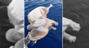 Gazipaşa açıklarında inek ölüsü bulundu
