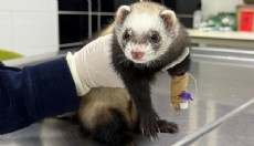 Gelincik sağlığına kavuşturuldu