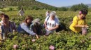 Güneykent'te gül turizmi hazırlığı