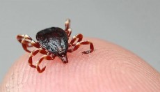 Havalar ısındı, keneler uyandı